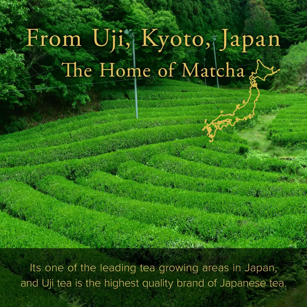 Authentic Japanese Tea Ceremonial Grade Uji Matcha ASAGAO 50g(1.76oz) - Image 6