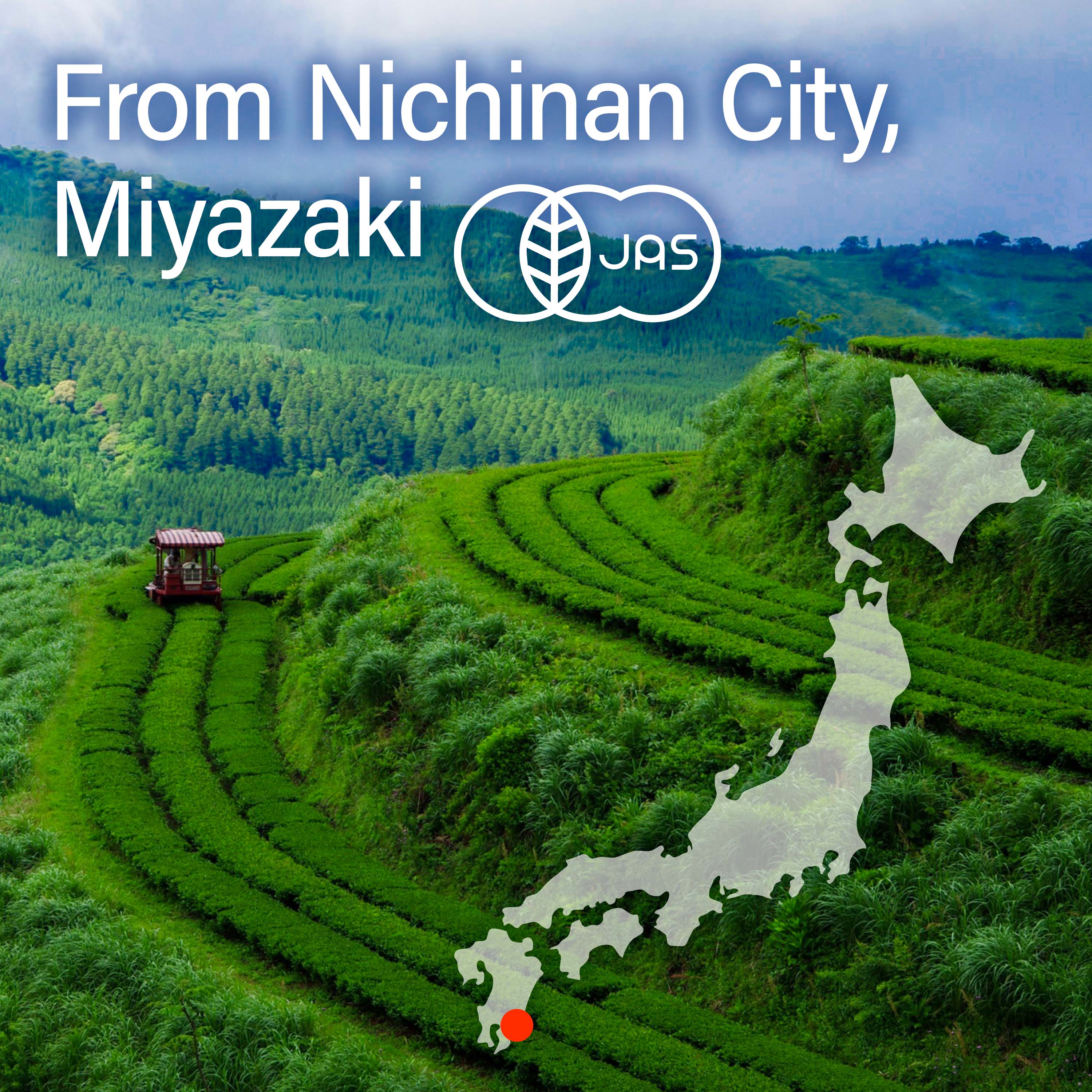 Fukamushi Green Tea (Loose Leaf) 80g(2.82) - Image 3