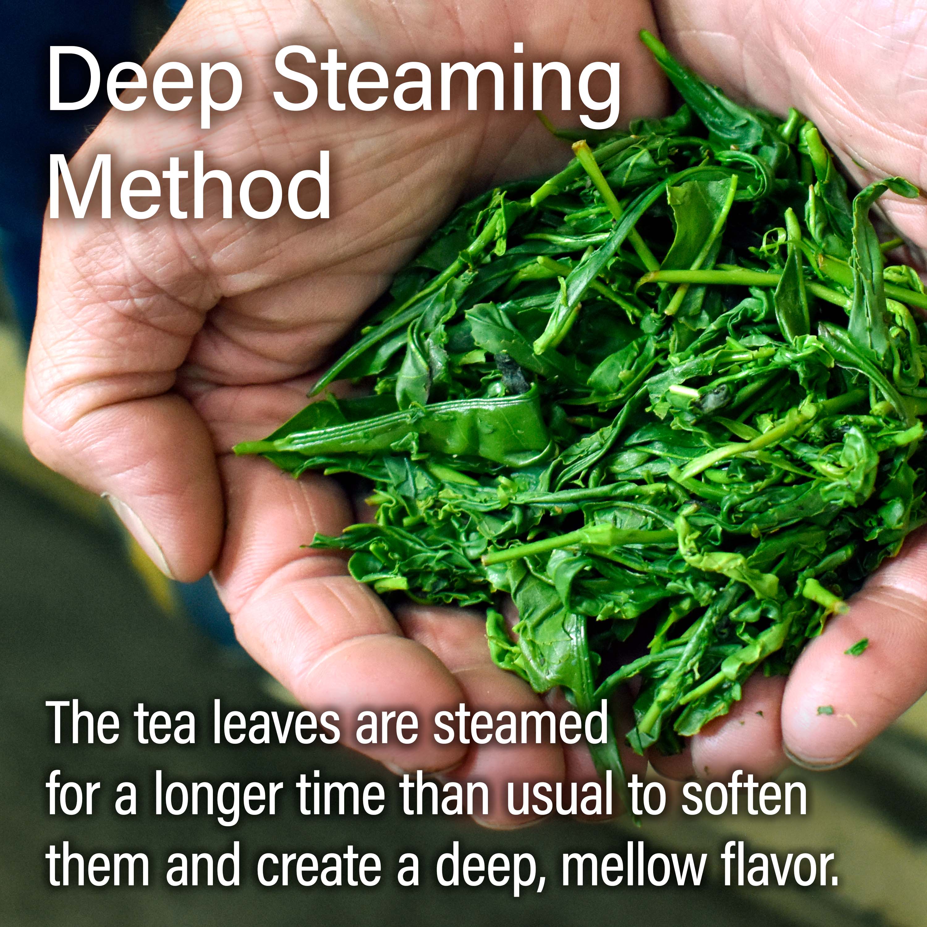 Fukamushi Green Tea (Loose Leaf) 80g(2.82) - Image 5