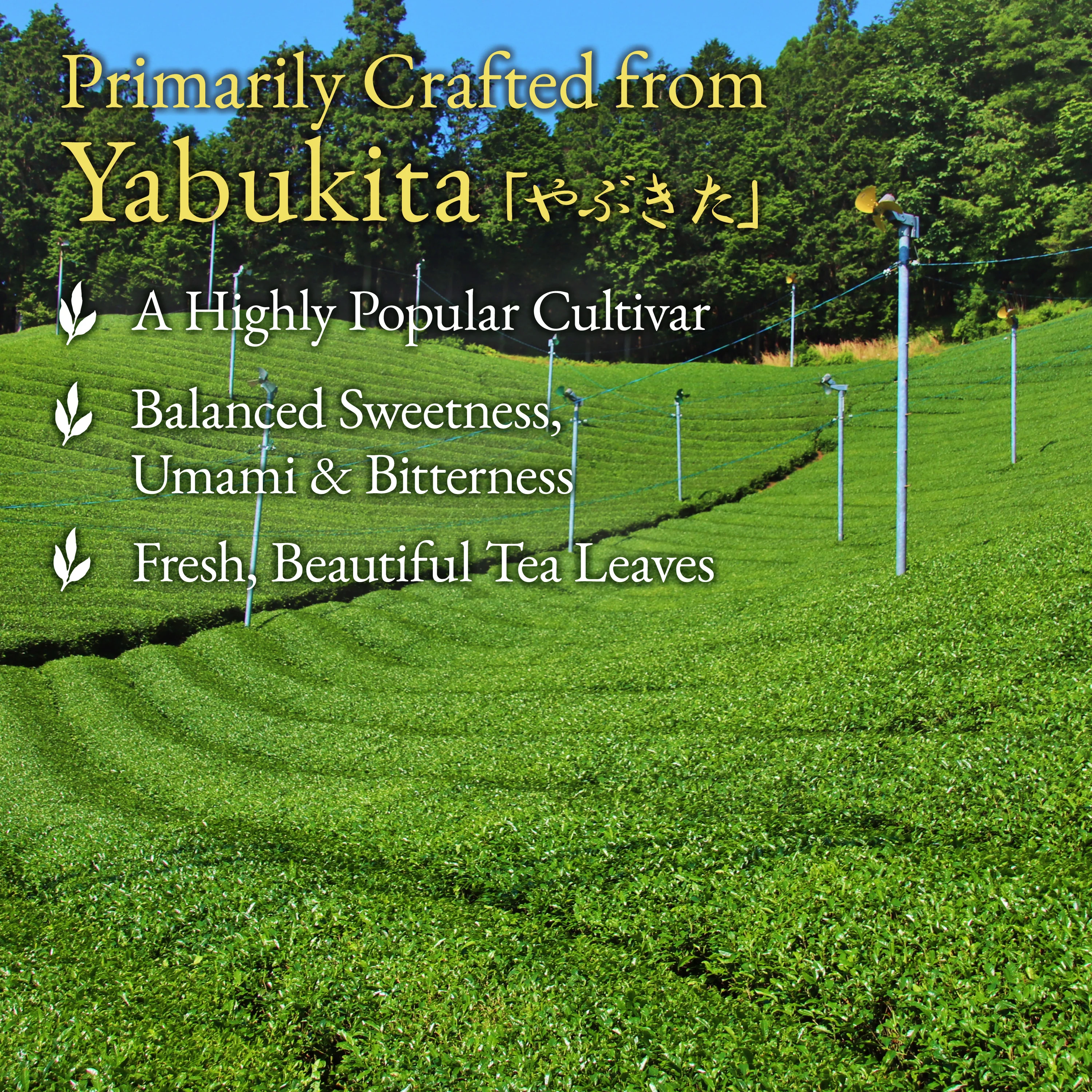 Japanese Sencha Green Tea 80g(2.8oz) - Image 4