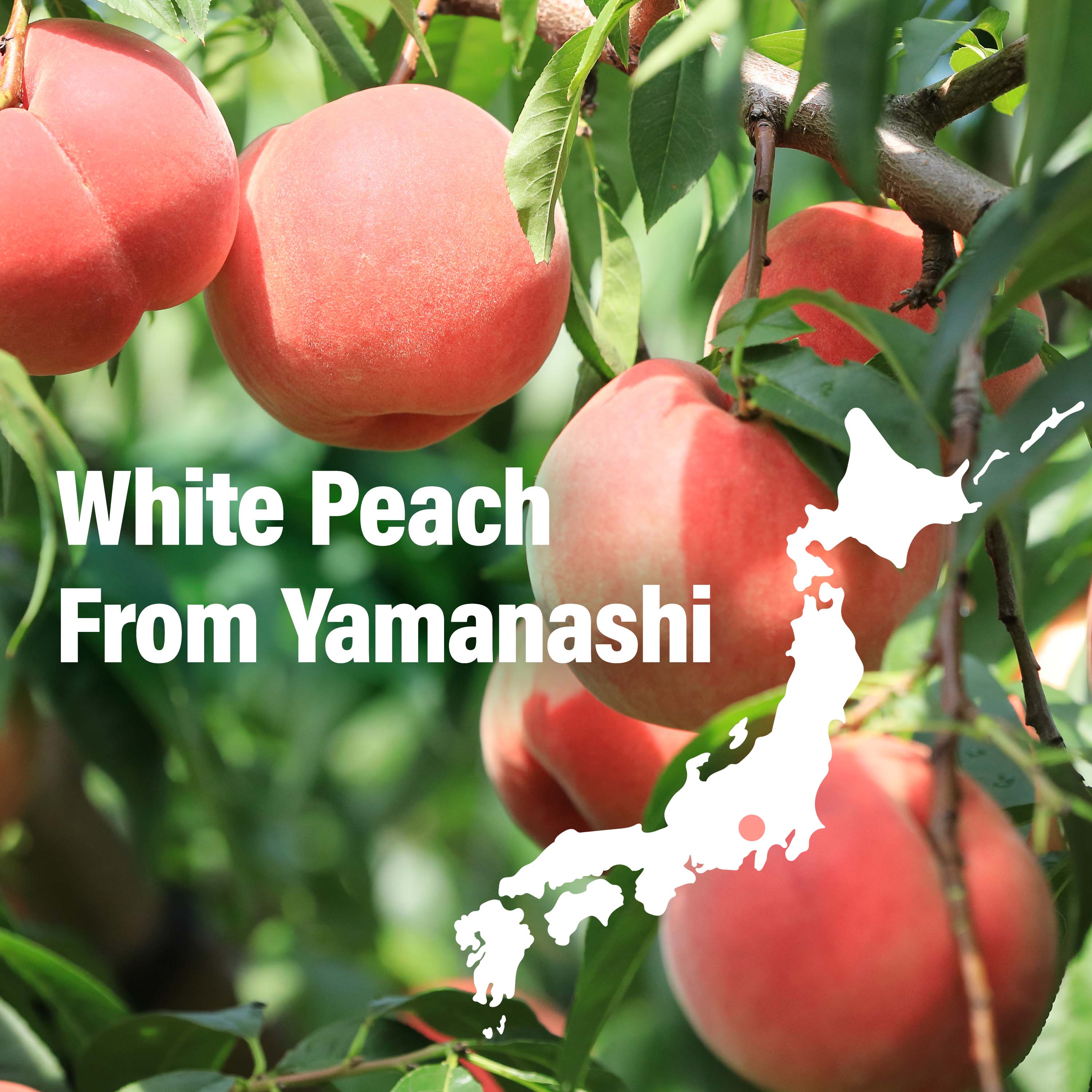 Mochi Candy (Momo White Peach Flavor) 300g(10.58oz) - Image 4