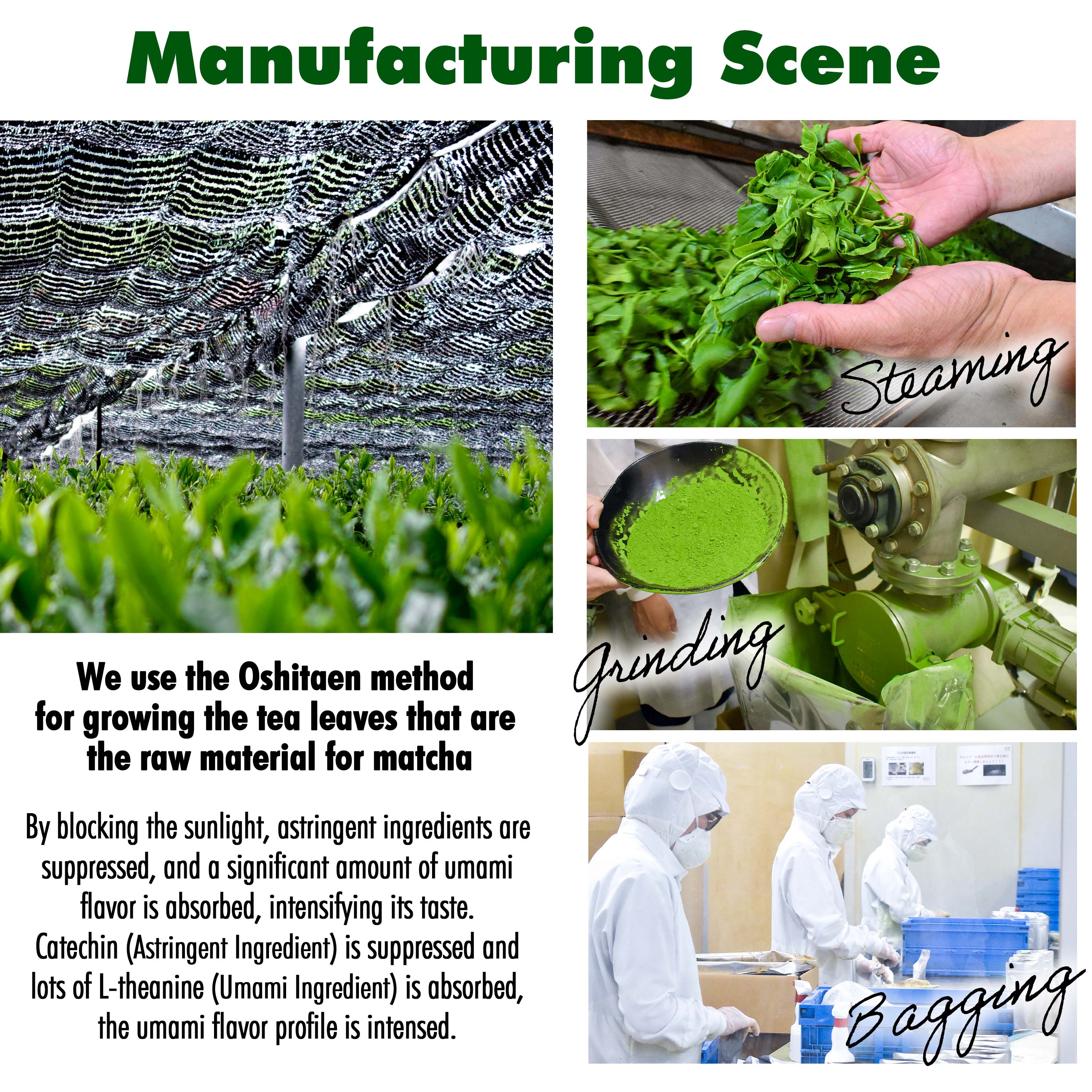 Organic Ceremonial Grade Matcha BI - Image 11