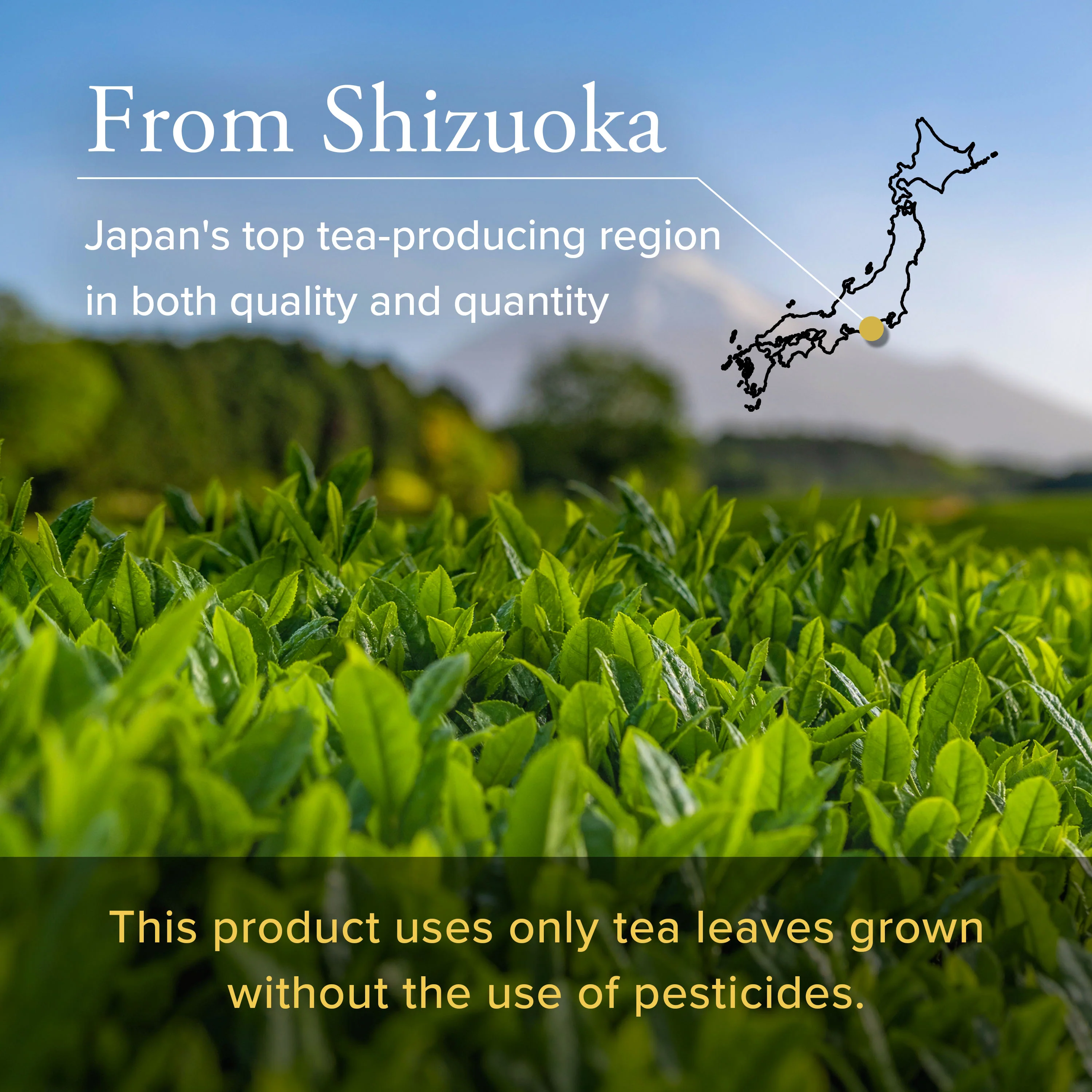 Organic Ceremonial Grade Matcha Mai - Image 10