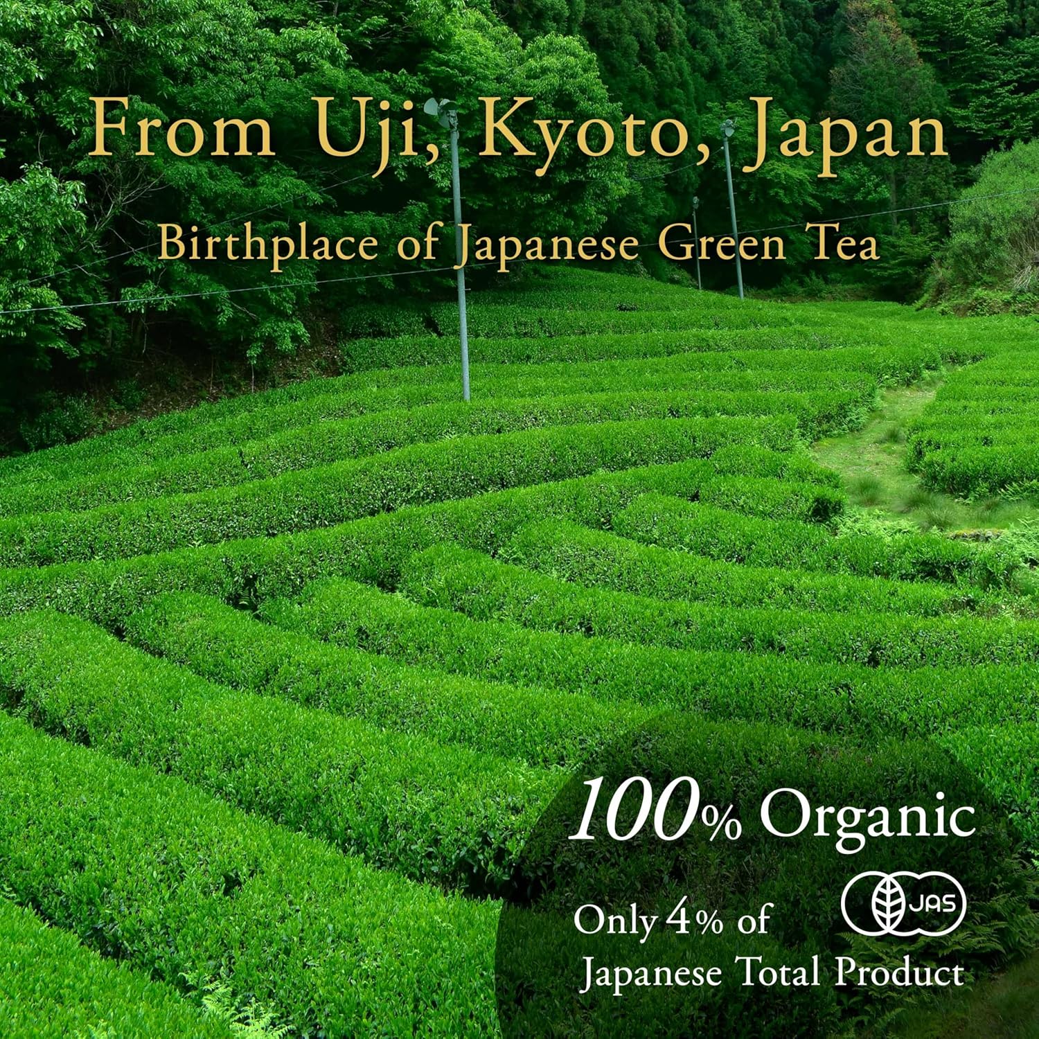 Organic Hojicha Powder - Image 6