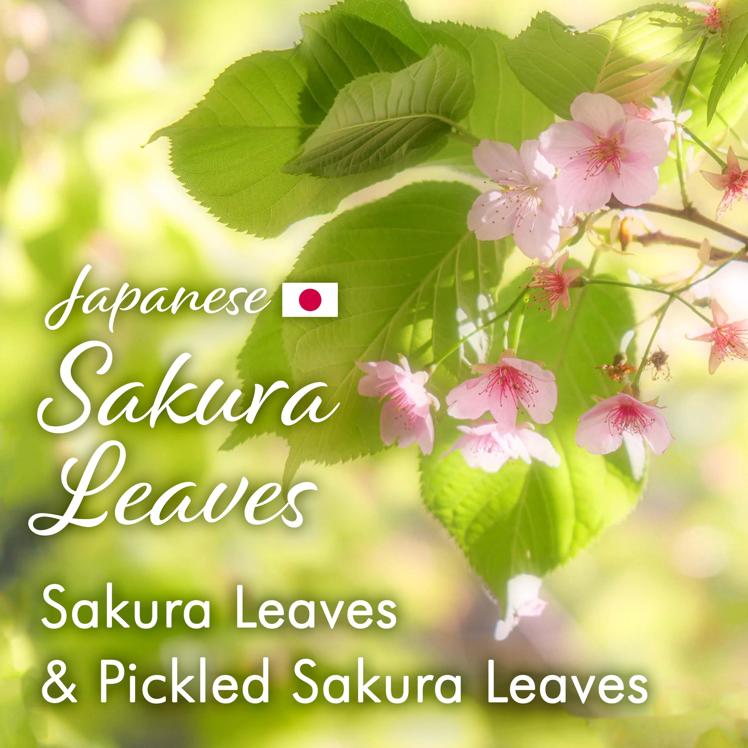 Sakura Black Tea (Loose Leaf) 80g(2.82oz) - Image 3