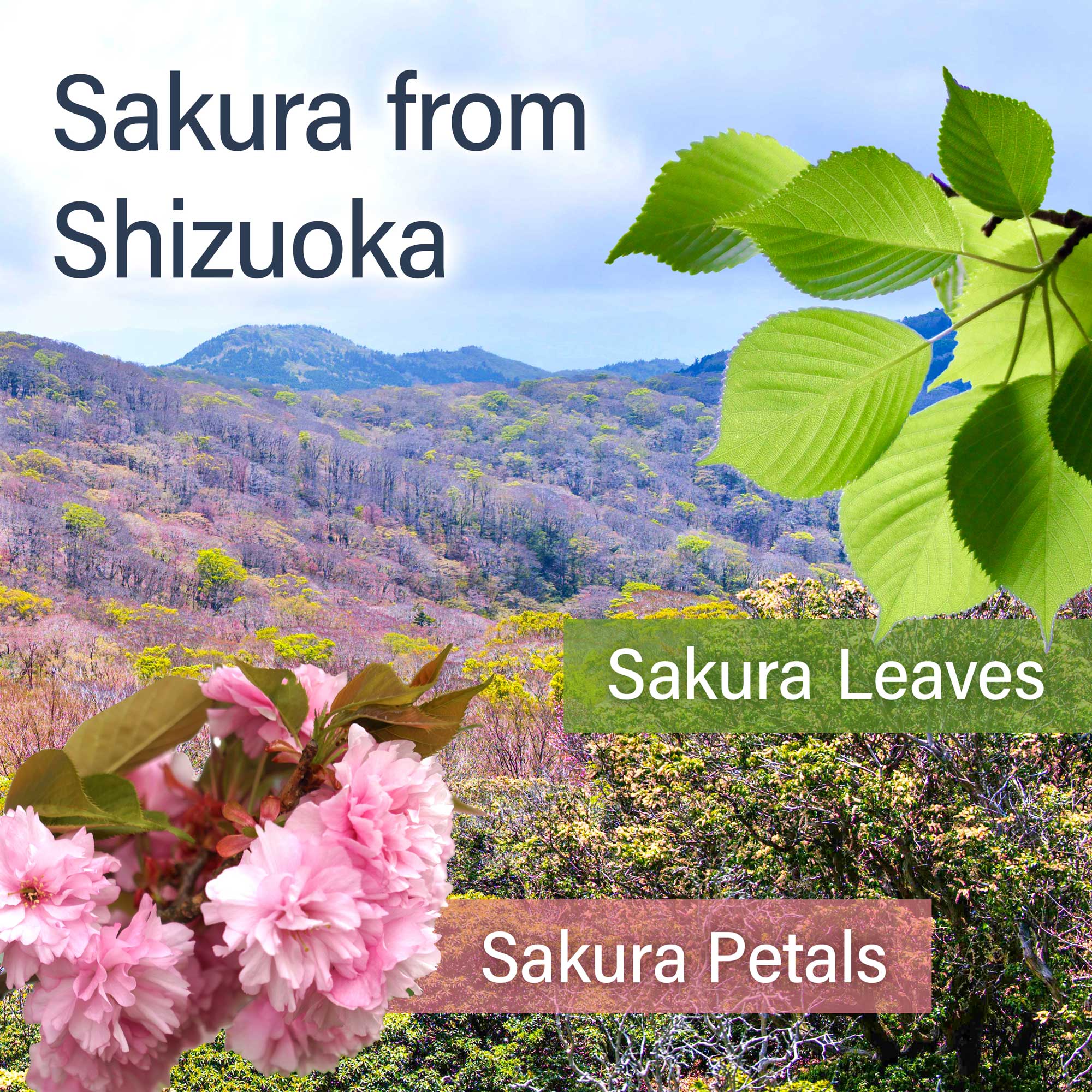 Sakura Sencha Floral Green Tea with Sakura petals 80g(2.82oz) - Image 7