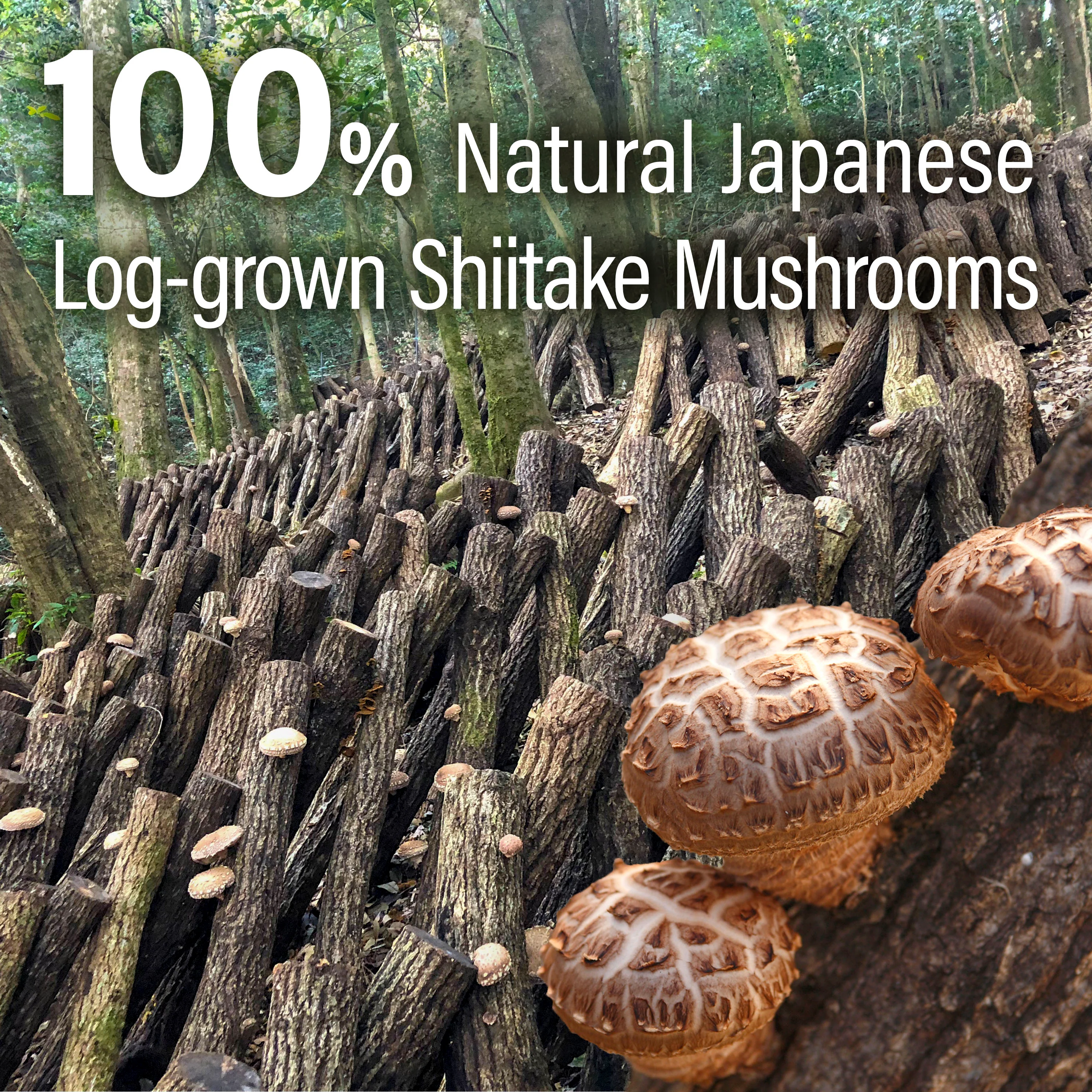 Shiitake Mushroom Umami Powder 40g(1.41oz) - Image 5
