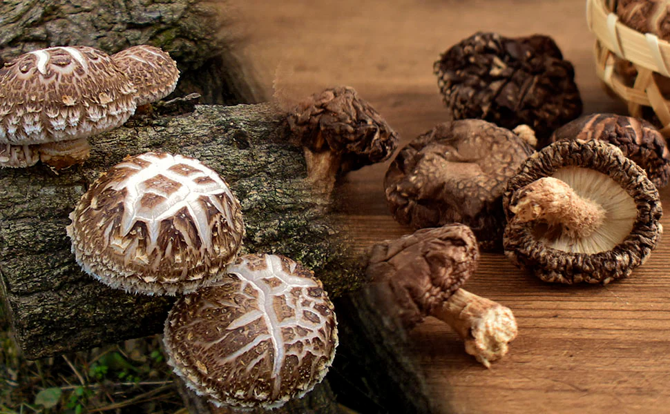 Shiitake Mushroom Umami Powder 40g(1.41oz) - Image 8